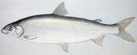 驼背白鲑