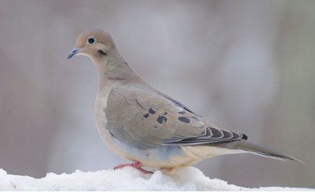 哀鸽巴拿马亚种