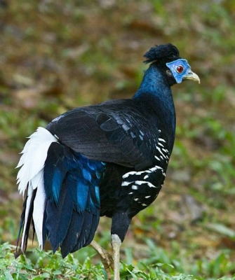 马来凤冠火背鹇