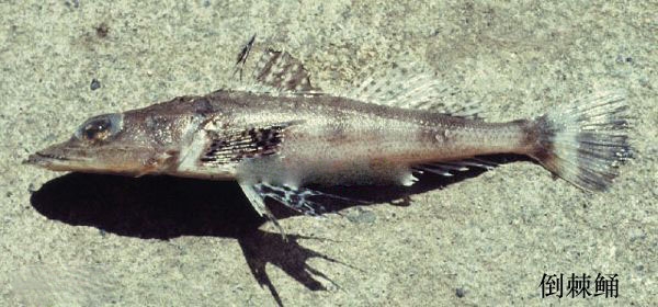 倒棘鲬