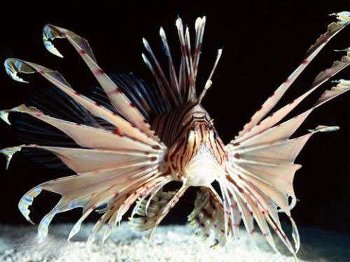 透明短吻狮子鱼