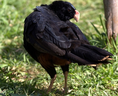 阿拉戈斯盔嘴雉