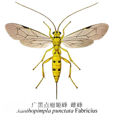 广黑点瘤姬蜂