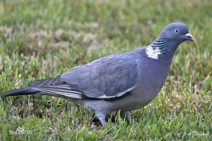斑尾林鸽