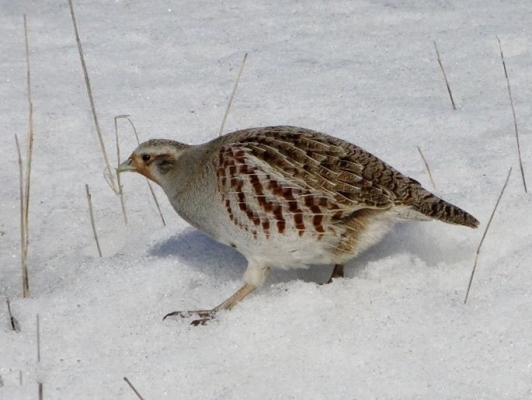 雪鹑