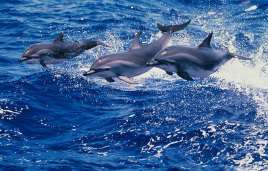 短吻飞旋原海豚