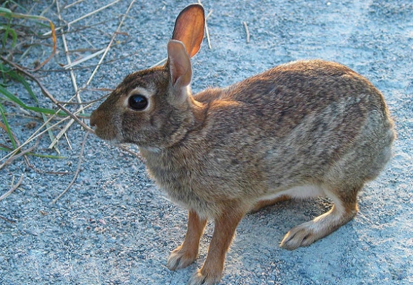 新英格兰棉尾兔