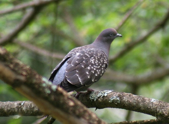 斑翅鸽