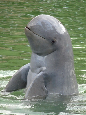短吻海豚