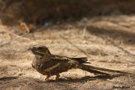 非洲长尾夜鹰