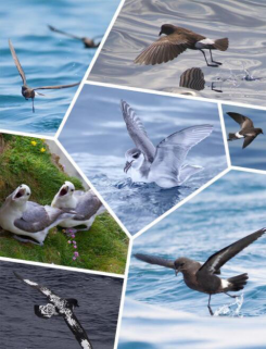 海燕科  黄蹼洋海燕