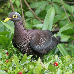 黄眼鸽