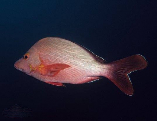 红笛鲷