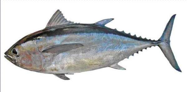 黑鳍金枪鱼