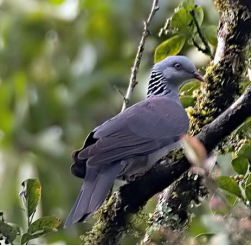 灰头林鸽
