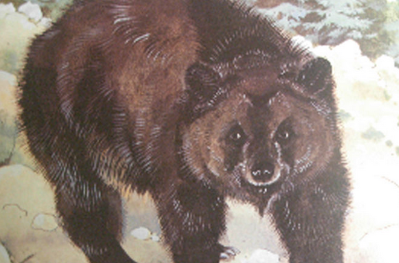 阿特拉斯棕熊