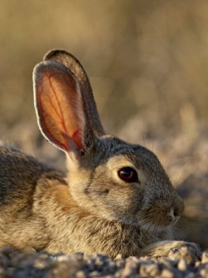 沙漠棉尾兔