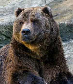 科迪亚克岛棕熊