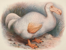 渡渡鸟（灭绝鸟类）