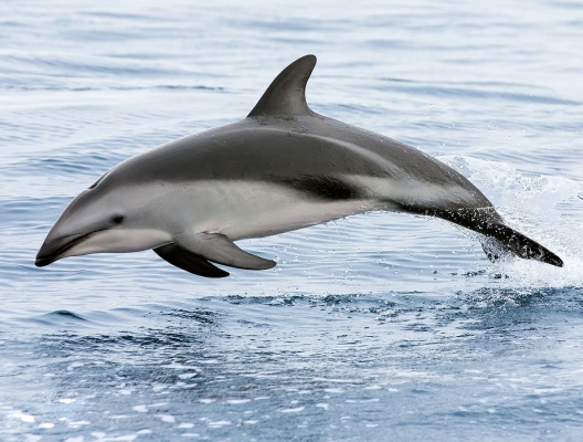 暗色斑纹海豚