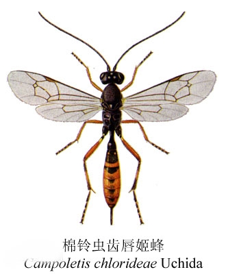 棉铃虫齿唇姬蜂