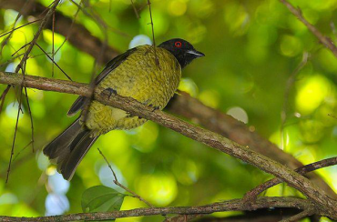 黑头食果伞鸟