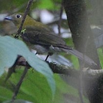 灰尾伞鸟