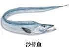 沙带鱼