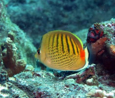 点斑横带蝴蝶鱼