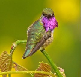 墨西哥剪尾蜂鸟