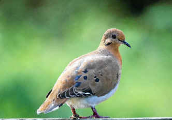 鸣哀鸽尤卡坦半岛亚种