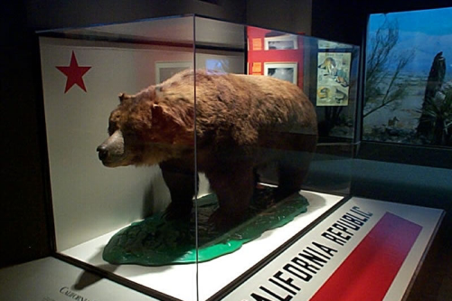 加利福尼亚州灰熊（已灭绝）