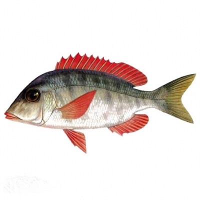 红鳍裸颊鲷