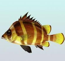 横带髭鲷