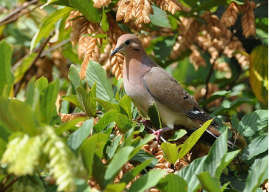 鸣哀鸽塞奈达亚种