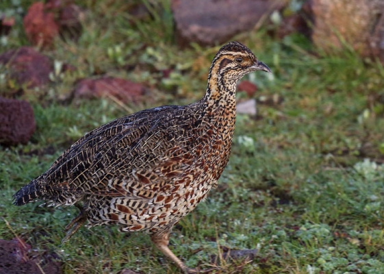 埃尔贡环颈鹧鸪