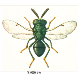 翠绿巨胸小蜂