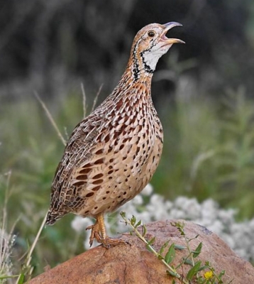 橙翅斑环颈鹧鸪