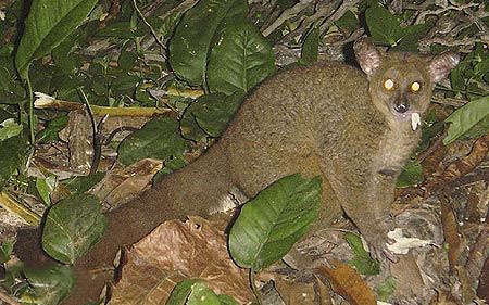 桑给巴尔倭丛猴