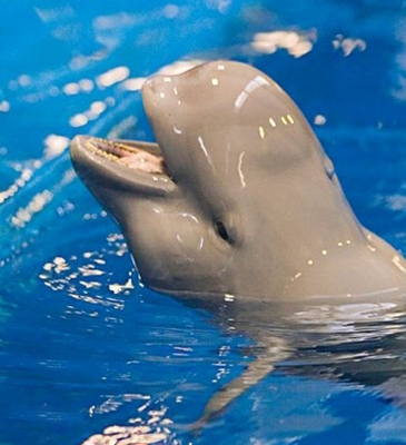印度洋江豚