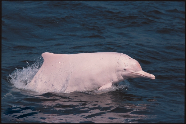 中华白海豚