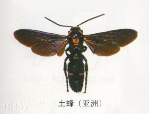 土蜂