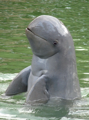 伊河海豚