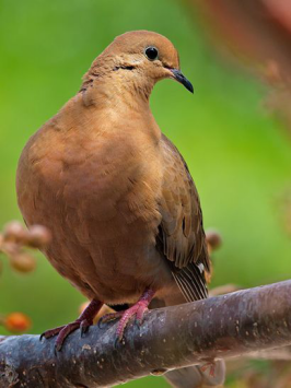 鸣哀鸽指名亚种