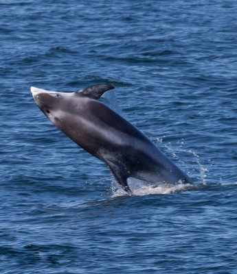 白喙斑纹海豚