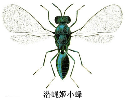 桔潜蛾姬小蜂