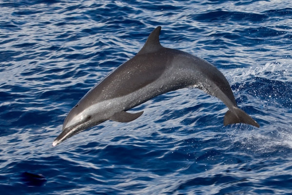 热带点斑原海豚