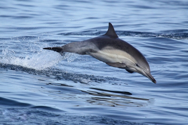 长喙真海豚