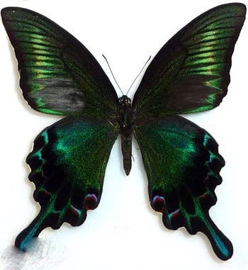 绿带翠凤蝶