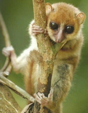 麦克阿瑟倭狐猴